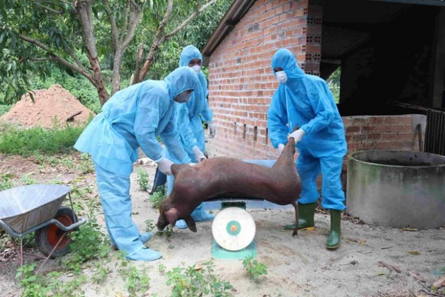 Xuất hiện dịch tả lợn châu Phi tại 5 địa phương ở Khánh Hòa, tiêu hủy hơn 18 tấn lợn