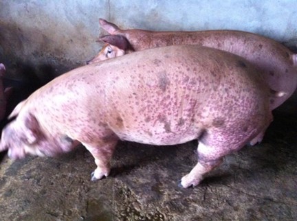 Triệu chứng và cách phòng bệnh do Circo virus (còi cọc) ở lợn